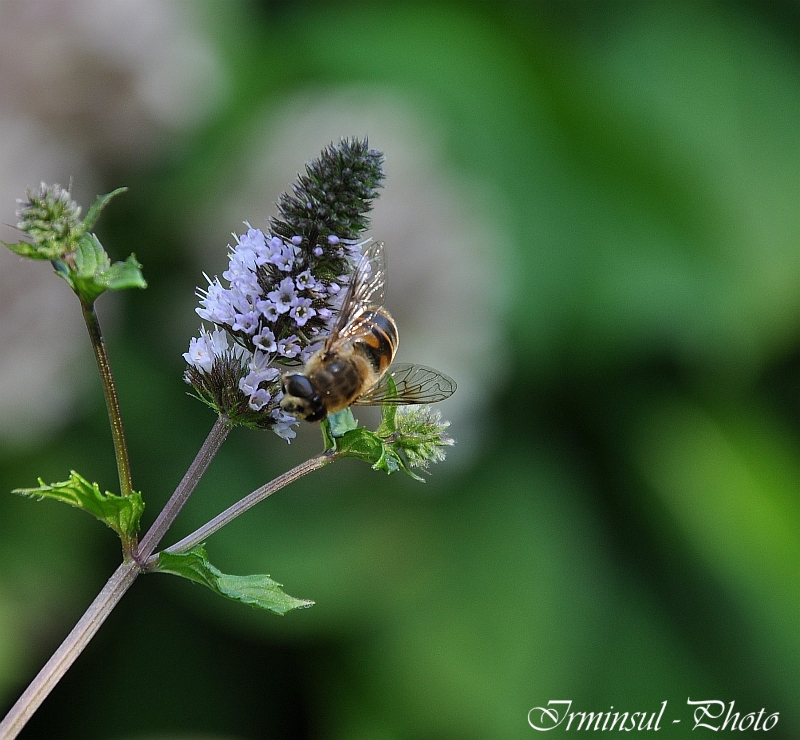 ...auf meiner Wiese tat sich was....5