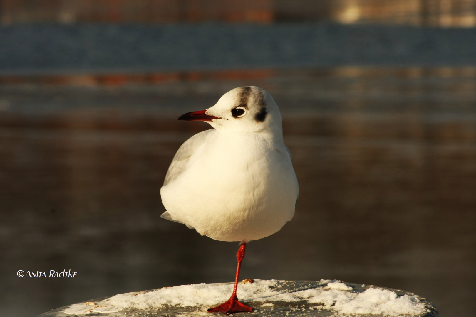 auf Möwenjagd