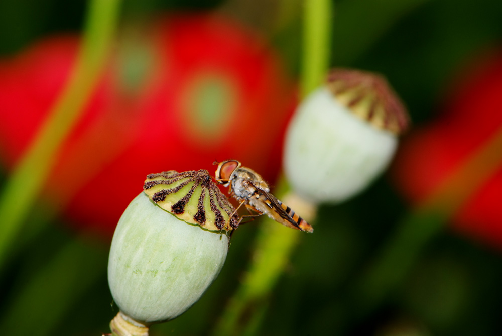 Auf Mohn...