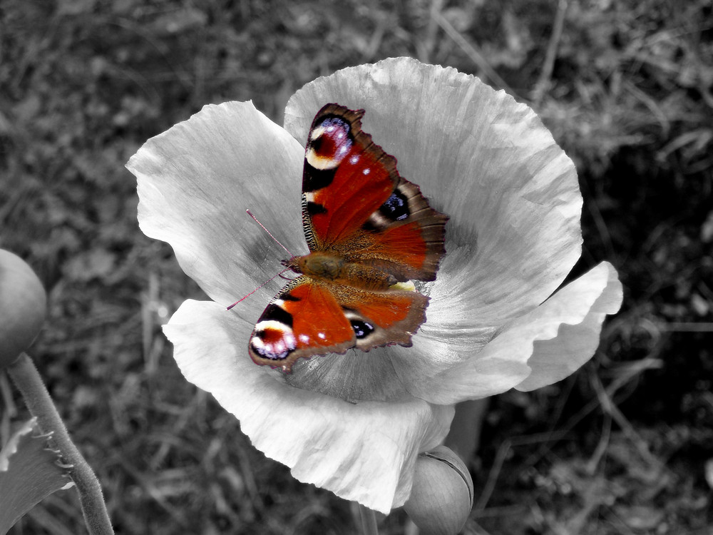 auf Mohn...