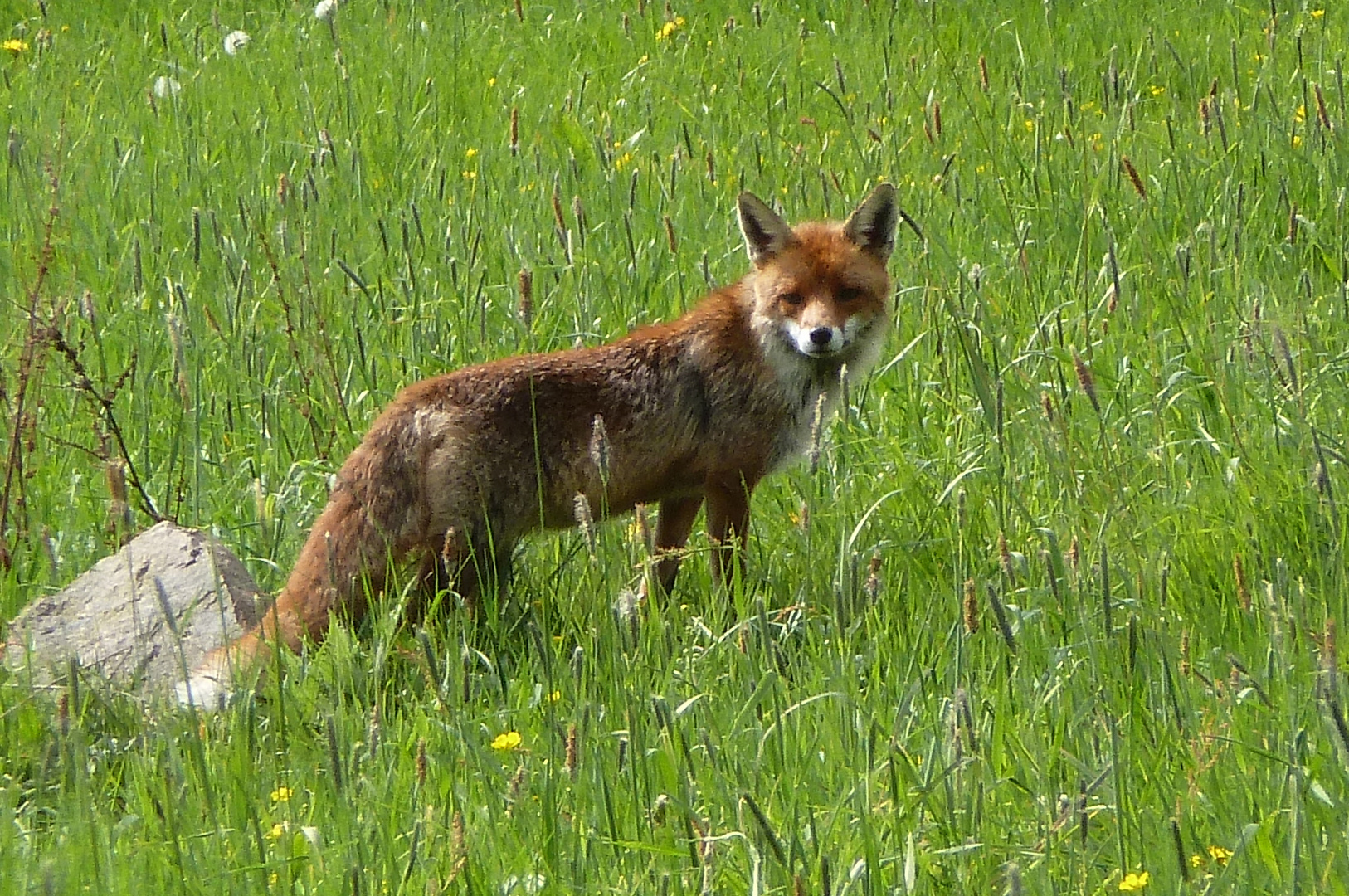 Auf Morgenspaziergang ...