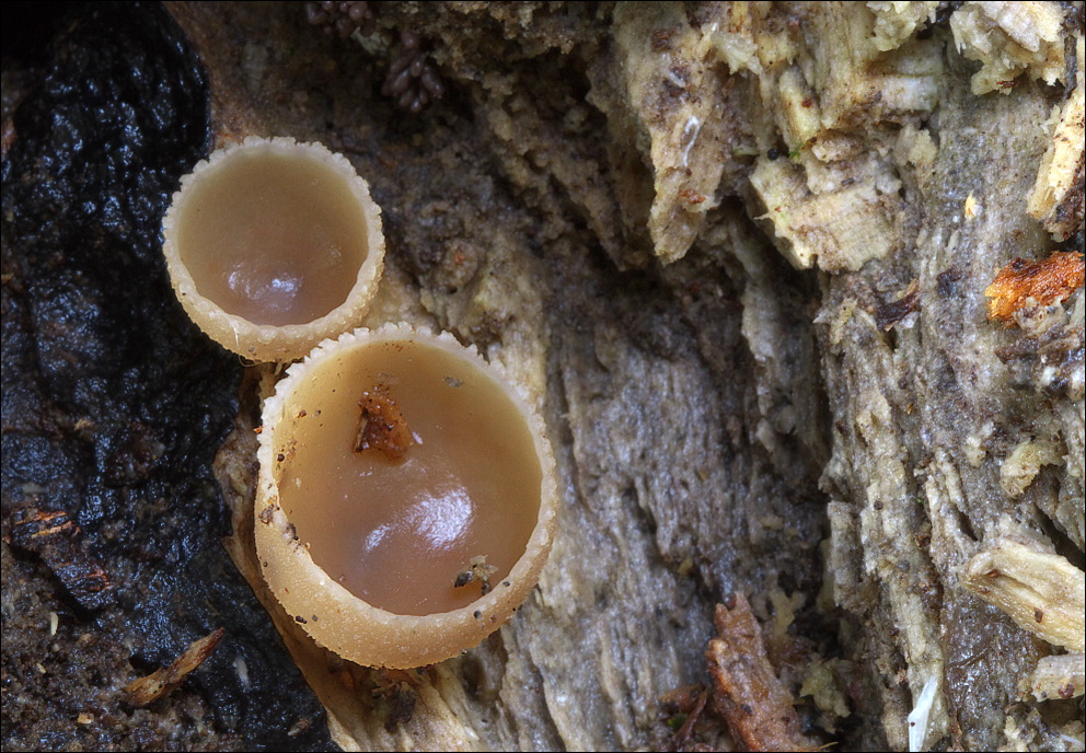 auf morschem Holz