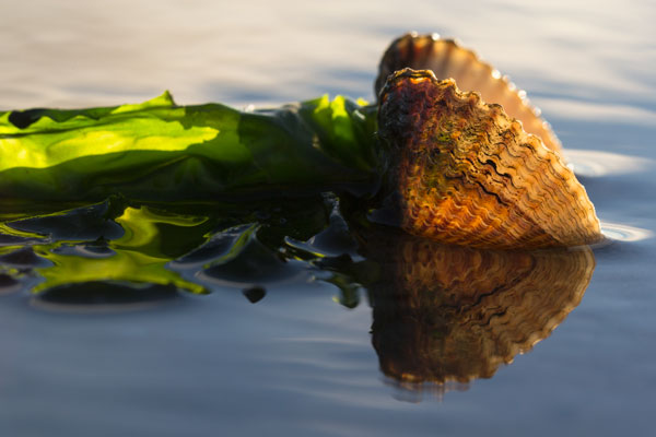 auf Muschelsuche