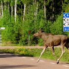 "Auf nach Born ... "