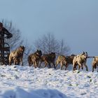 auf, nach Hause