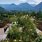 Auf nach Südtirol 2023  - Blick von Schloss Trauttmansdorff über den Meraner Talkessel 