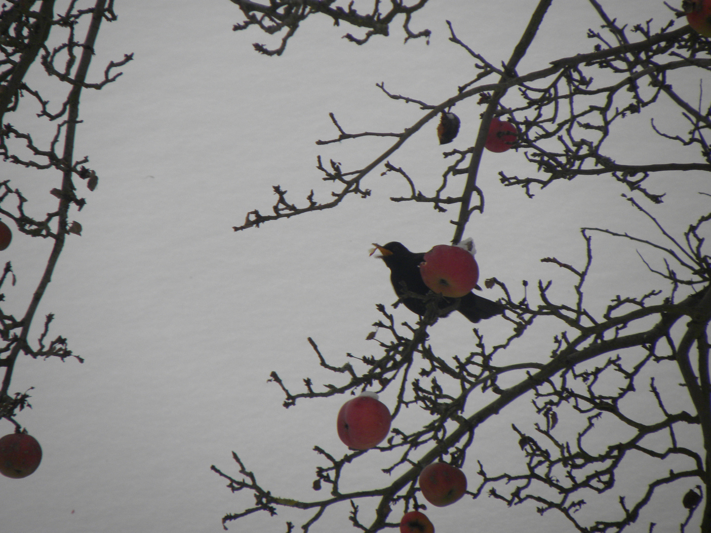 Auf Nachbars Baum