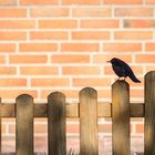 Auf Nachbars Gartenzaun