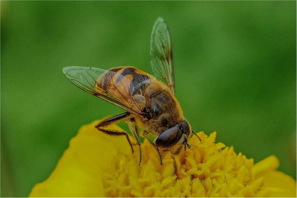 auf Nahrungssuche