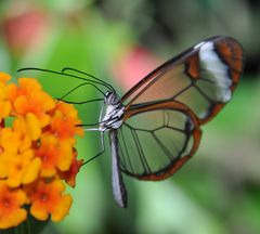 auf Nahrungssuche - der Glasflügler