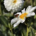 Auf Nahrungssuche im Britzer Garten