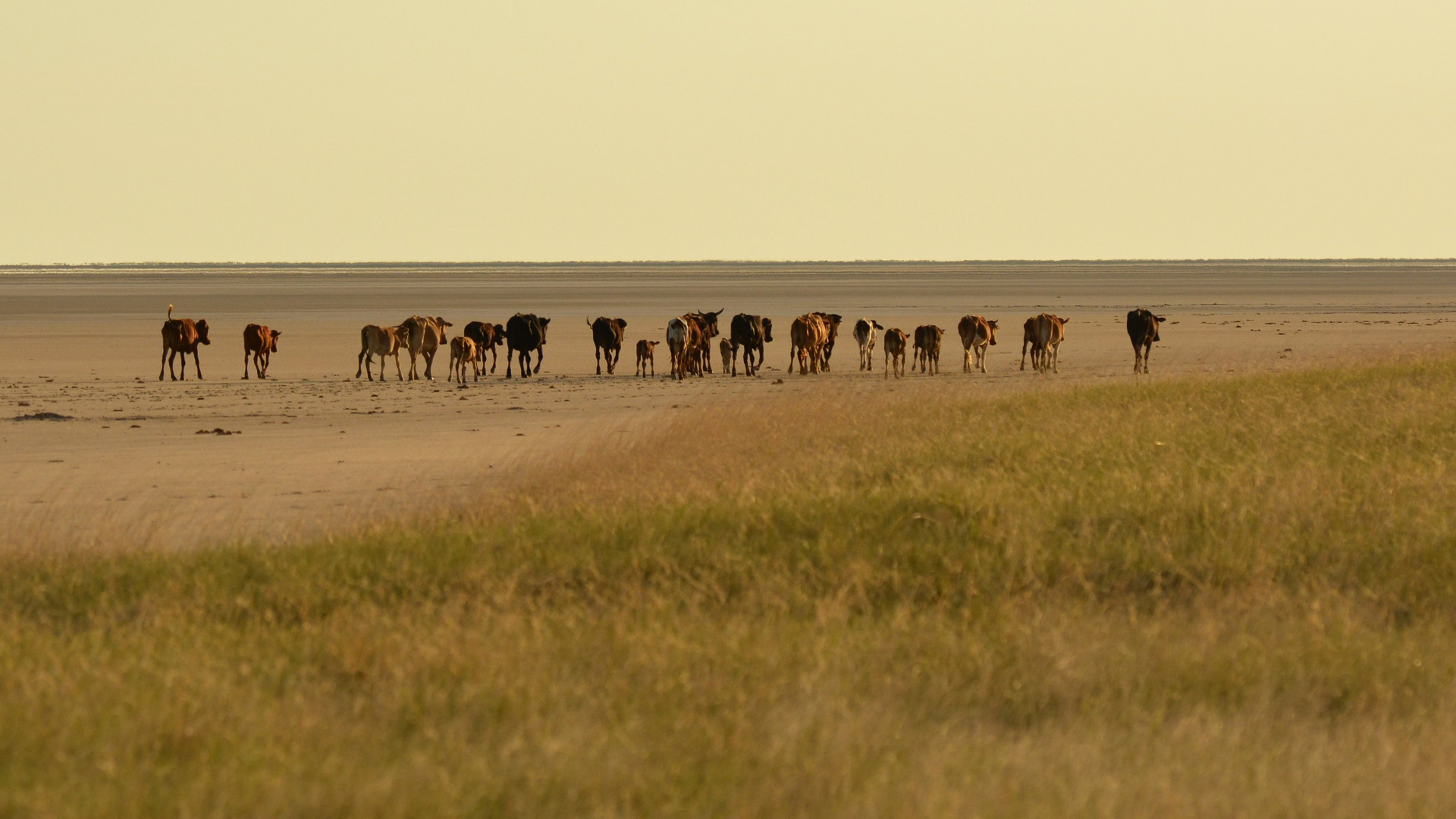 auf Nahrungssuche in Botswana