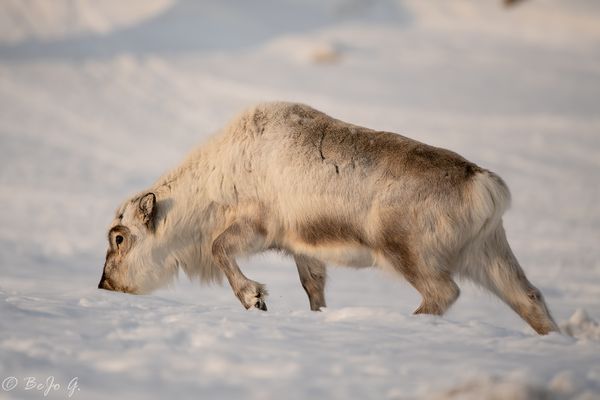 Auf Nahrungssuche_II
