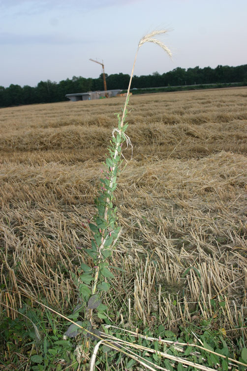 Auf Natur gebaut