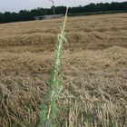 Auf Natur gebaut