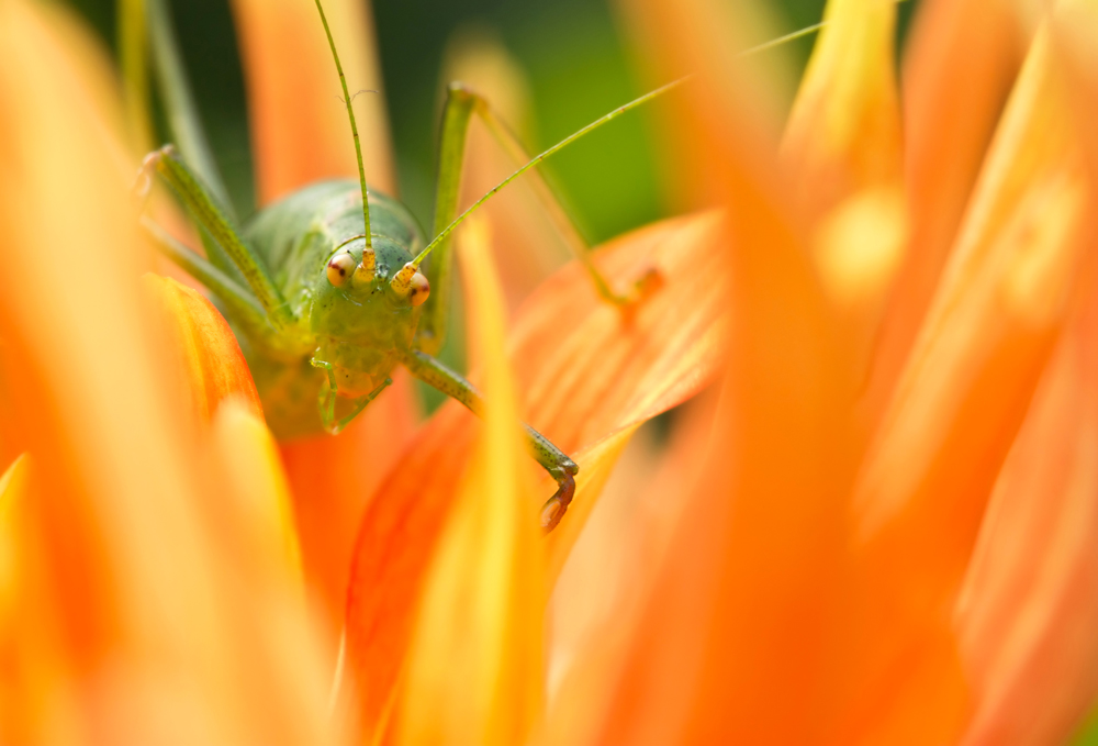 Auf Orange