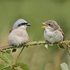 Auf Papa  -  ich habe Hunger !