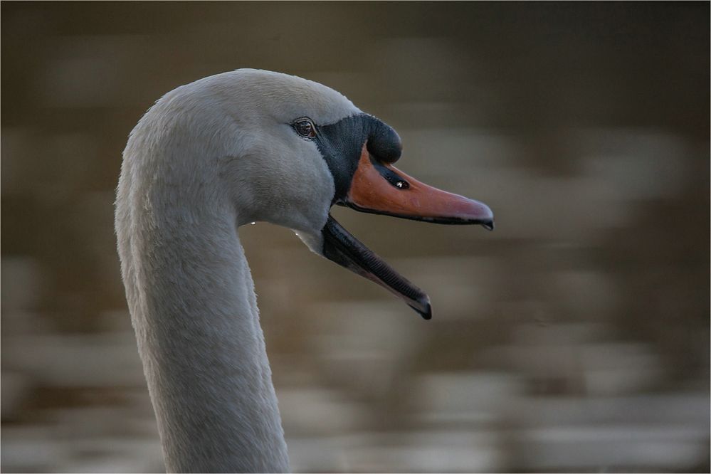 Auf Papa Schwan lasse ich nichts kommen