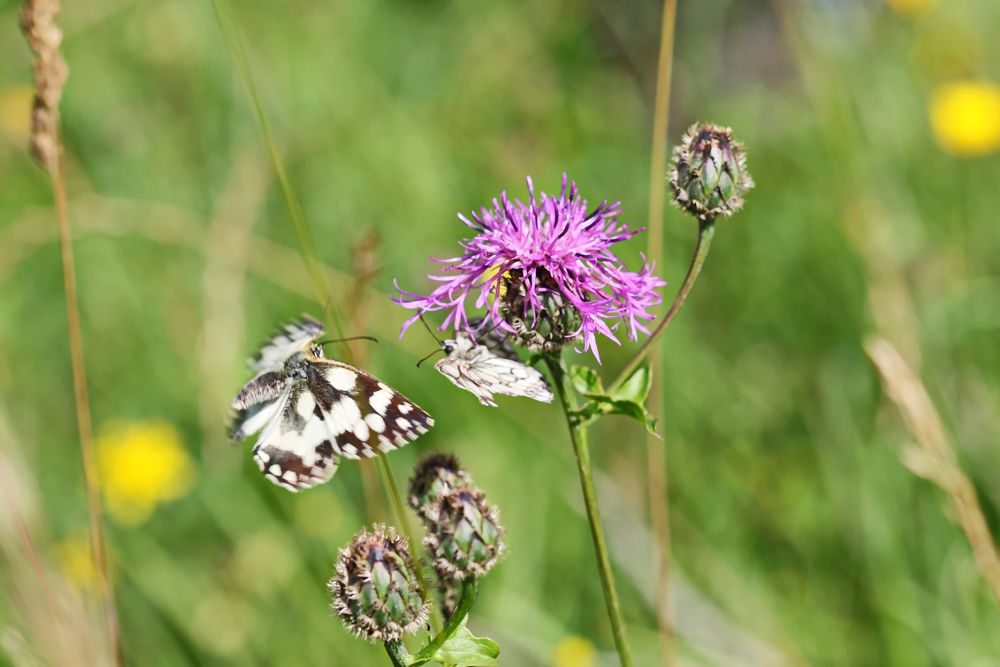 Partnersuche bei insekten
