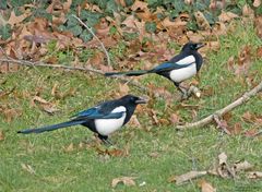  Auf Patrouille durch den Garten...