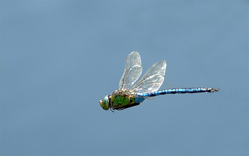 Auf Patrouillen- Flug.....