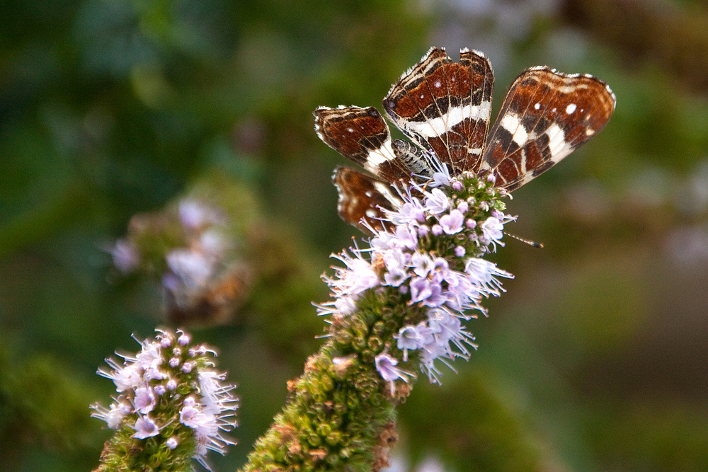 Auf Pfefferminzblüten fliegt das Landkärtchen besonders gern