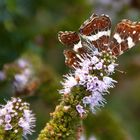 Auf Pfefferminzblüten fliegt das Landkärtchen besonders gern