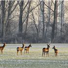 Auf Pirsch