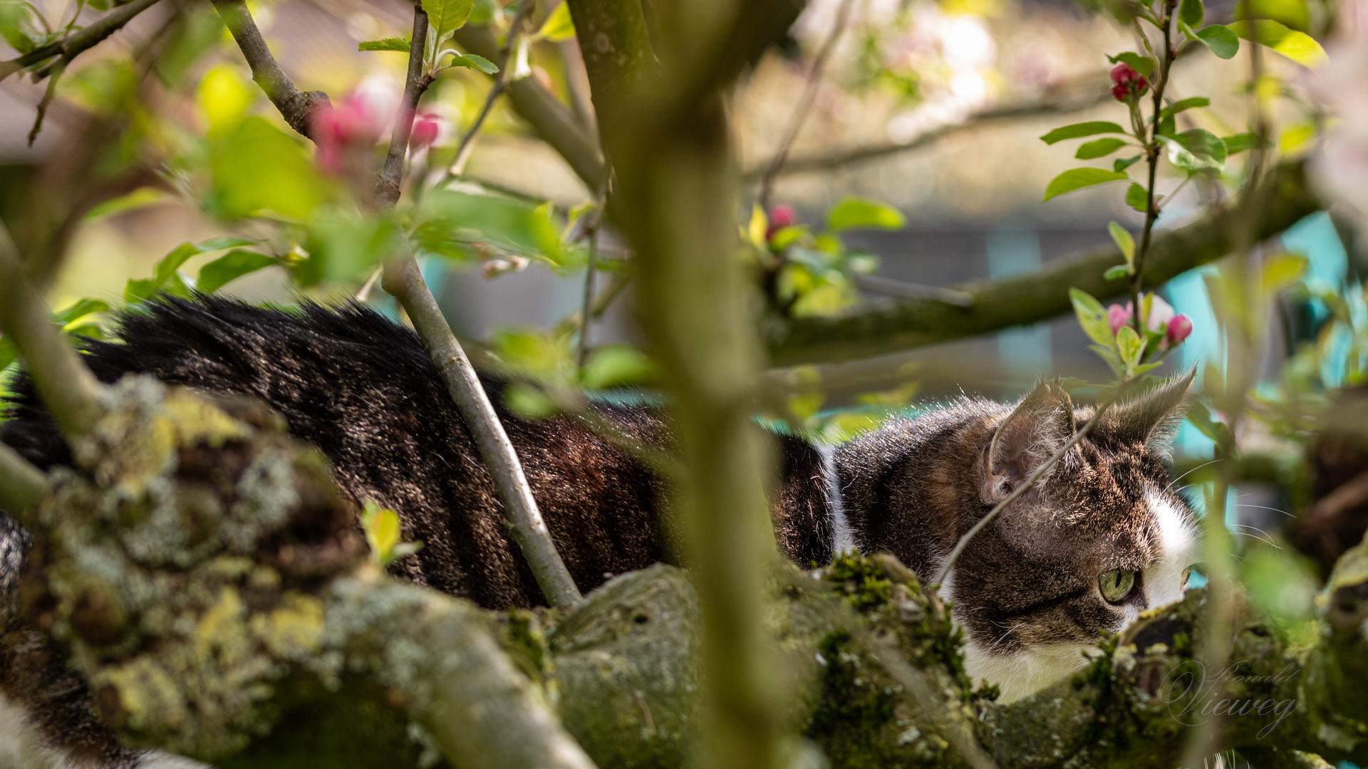 auf Pirsch im Apfelbaum