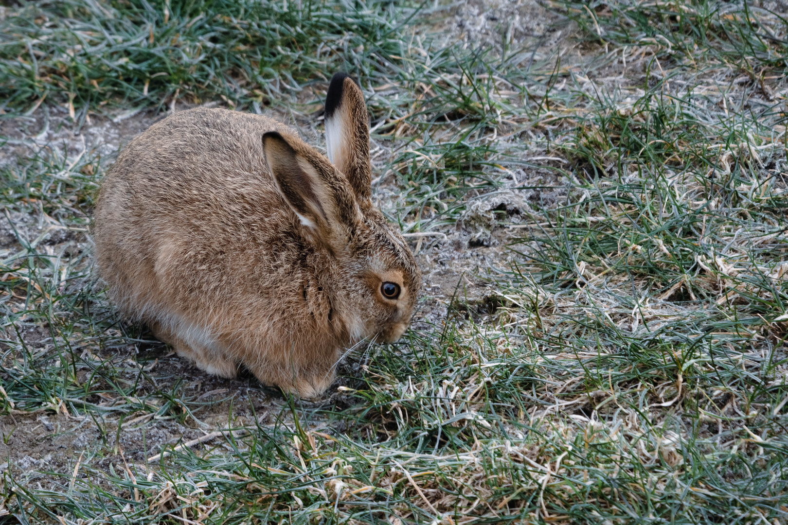 Auf Pirsch im Naturpark Westhavelland