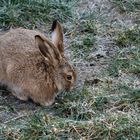 Auf Pirsch im Naturpark Westhavelland