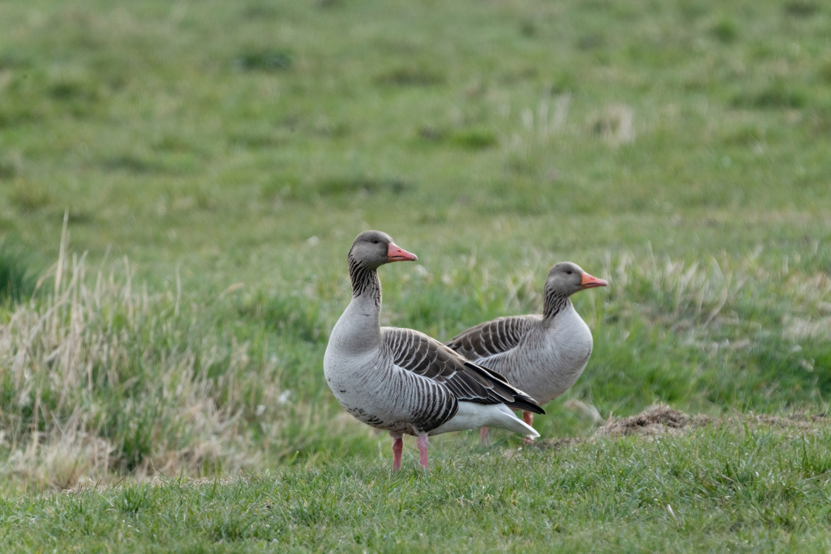 Auf Pirsch im Naturpark Westhavelland