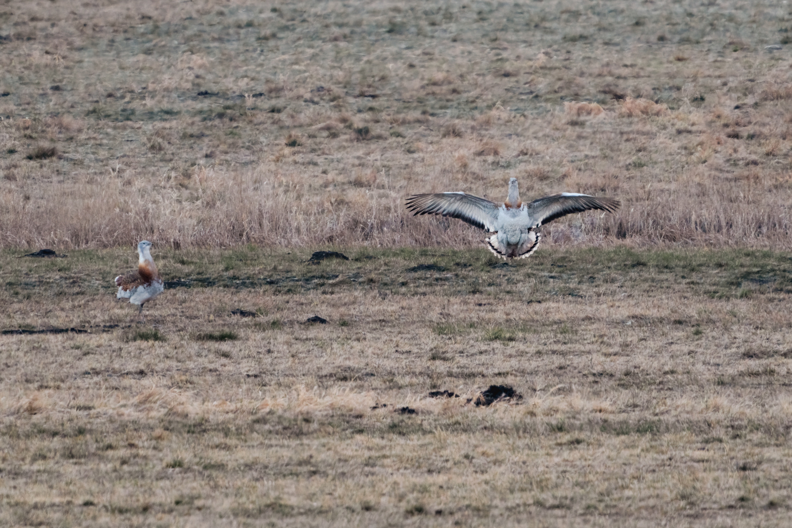 Auf Pirsch im Naturpark Westhavelland