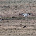 Auf Pirsch im Naturpark Westhavelland