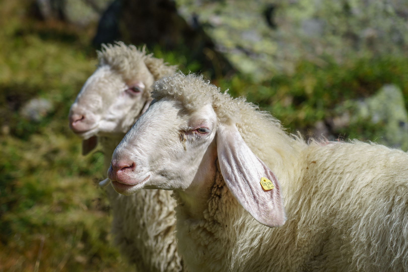Auf Pitztaltour (2) - Paradies für Schafe
