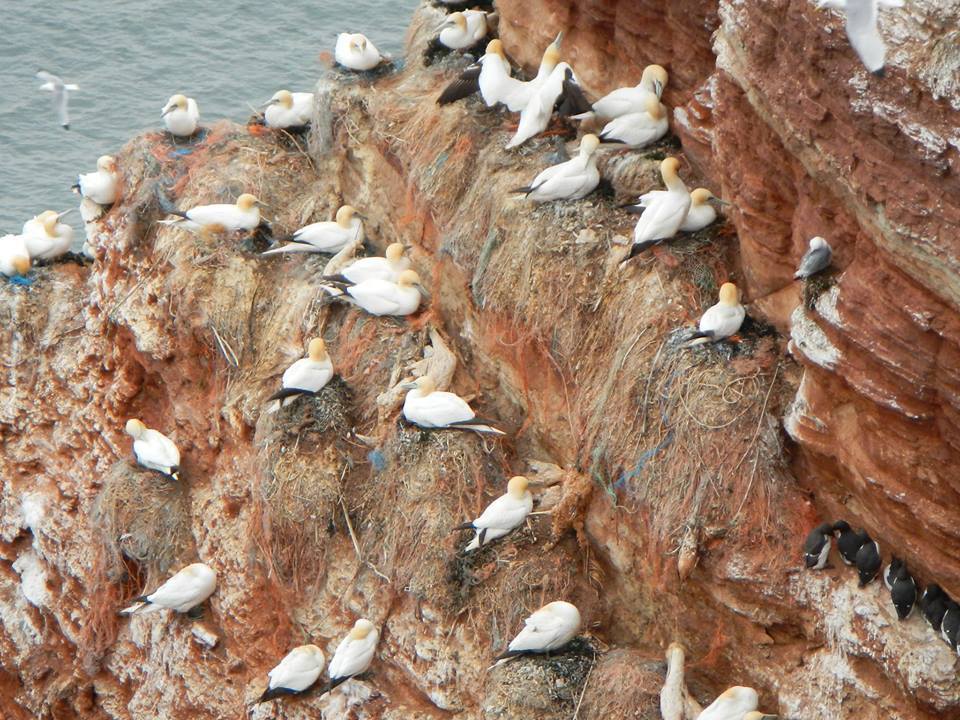 auf Plastikmüll brütende Basstölpel auf Helgoland