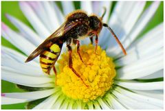 Auf Pollensuche in unserem Blumengarten-2