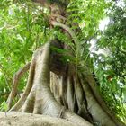 Auf Pulau Sangalaki Indonesien