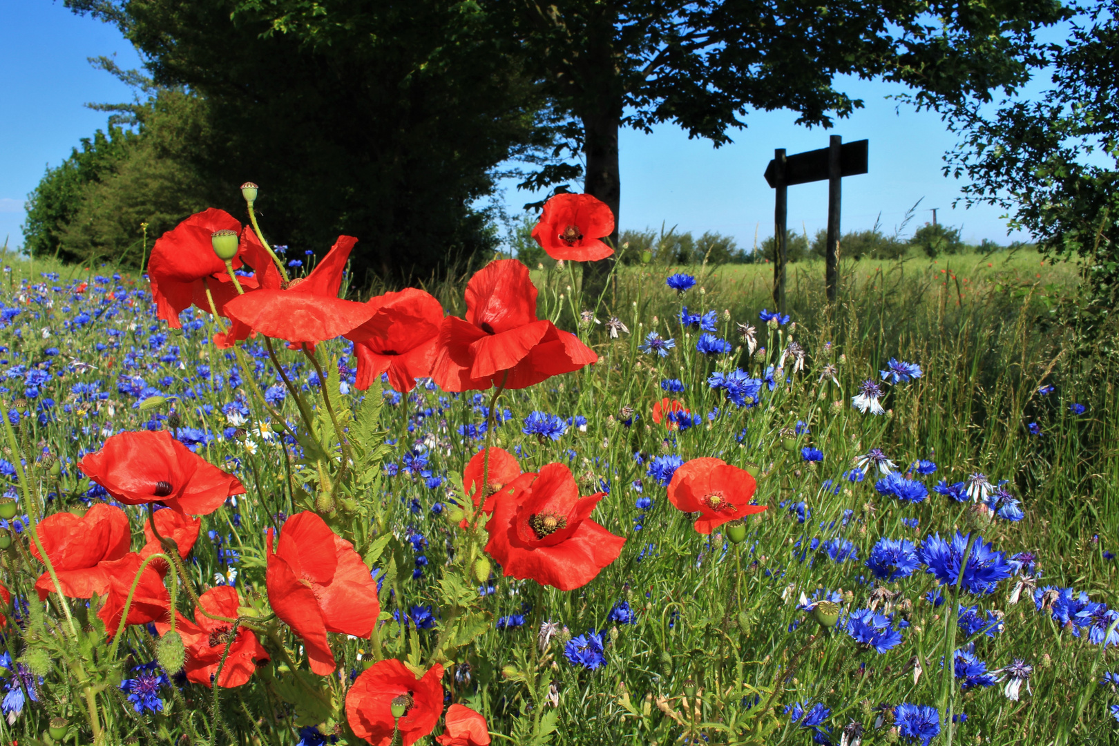 Auf Raps folgt Mohn