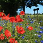 Auf Raps folgt Mohn