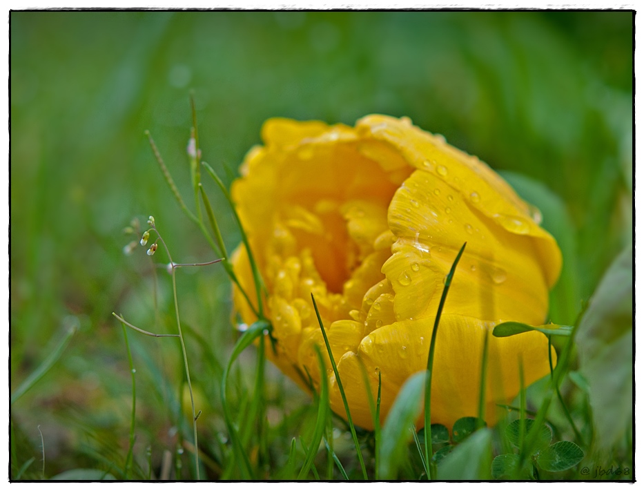 Auf Regen folgt auch wieder Sonnenschein.