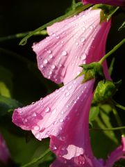 Auf Regen folgt Sonne