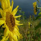 Auf Regen folgt Sonnenschein