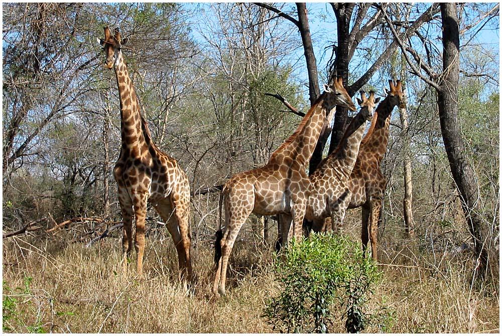 Auf Reitsafari in Südafrika