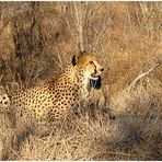 Auf Reitsafari in Südafrika Teil 2