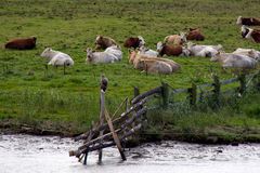 Auf Rinderjagd