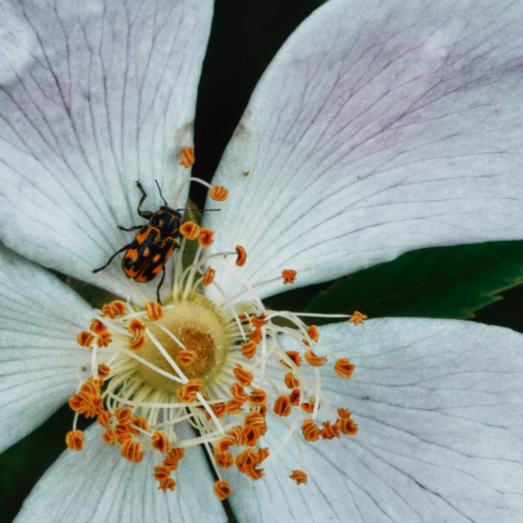 auf Rosen...