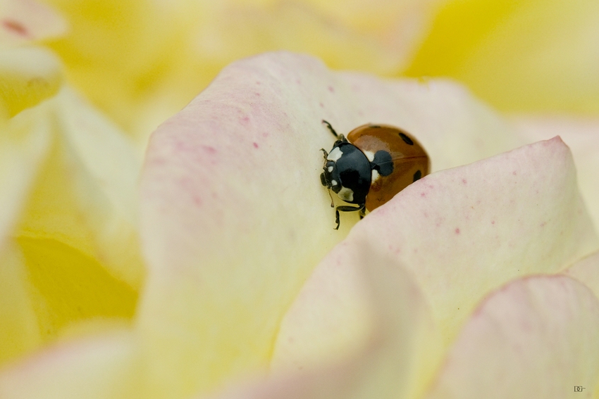 Auf Rosen gebettet