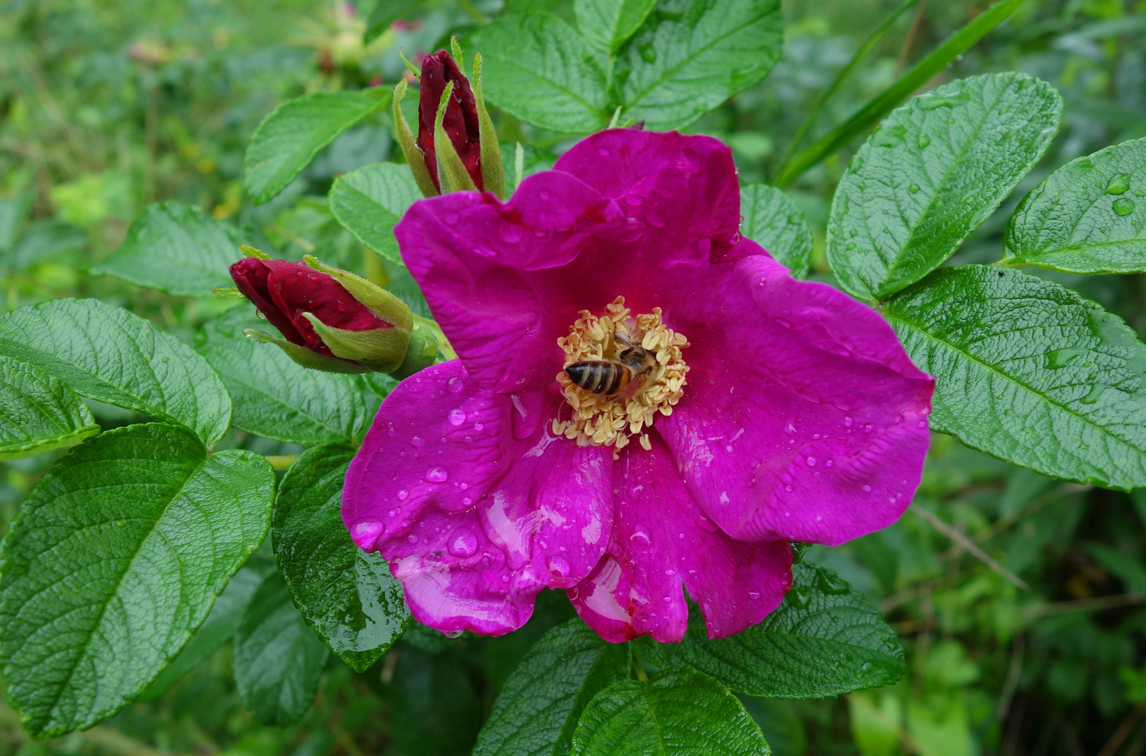 auf Rosen gebettet...