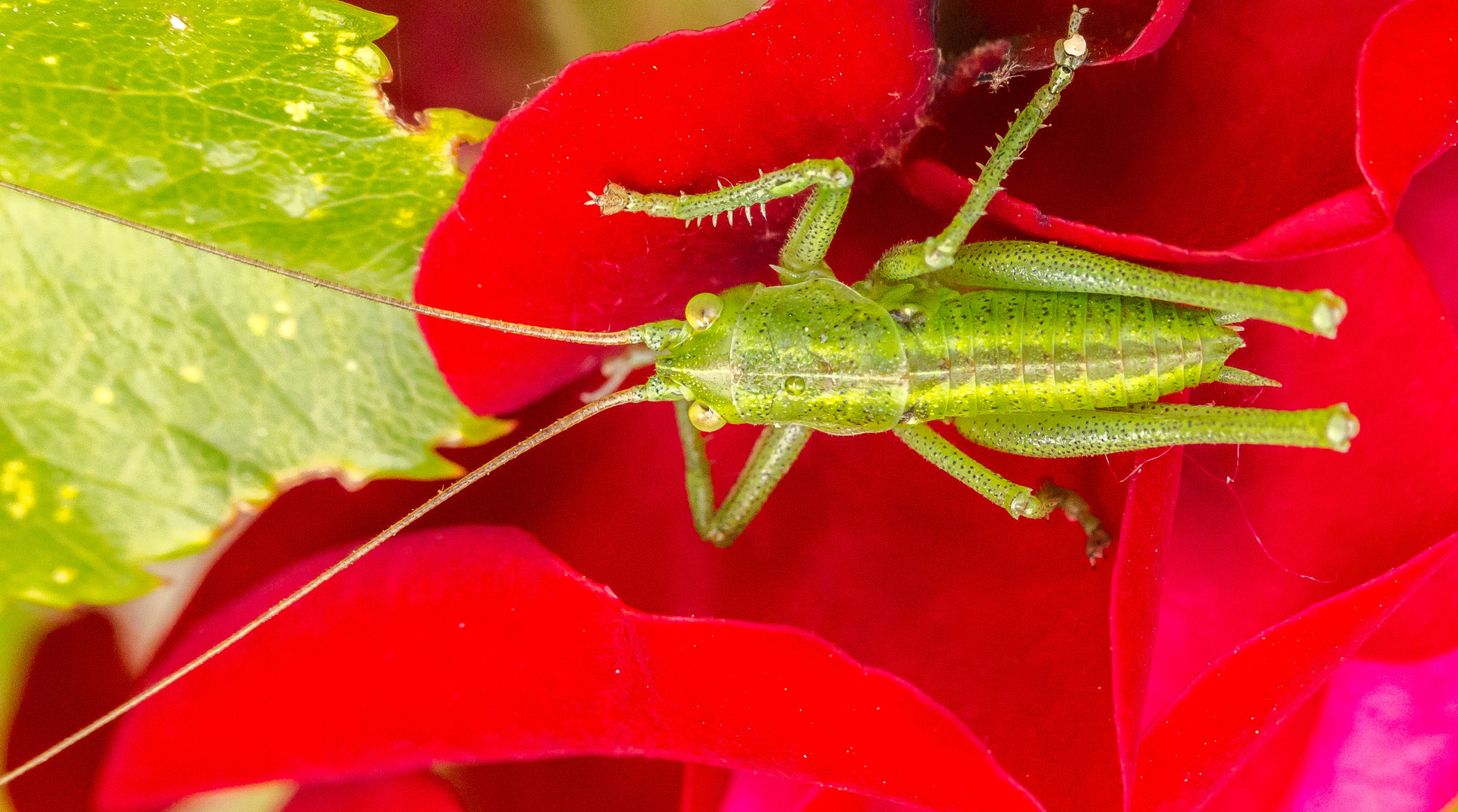 Auf Rosen gebettet